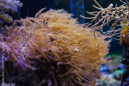 Anthelia glauca, coral animal colony, pulsing xenia branch tentacles in strong flow, live rock nano reef marine aquarium, LED blue light, cheap popular pet for beginner aquarist, aquafarming hobby photo
