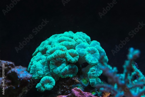 Caulastraea curvata green fluorescent colony in laminar wave flow, nano reef marine aquadesign, frag head, live rock ecosystem in actinic blue LED, coral farming hobby, professional aquarist care photo