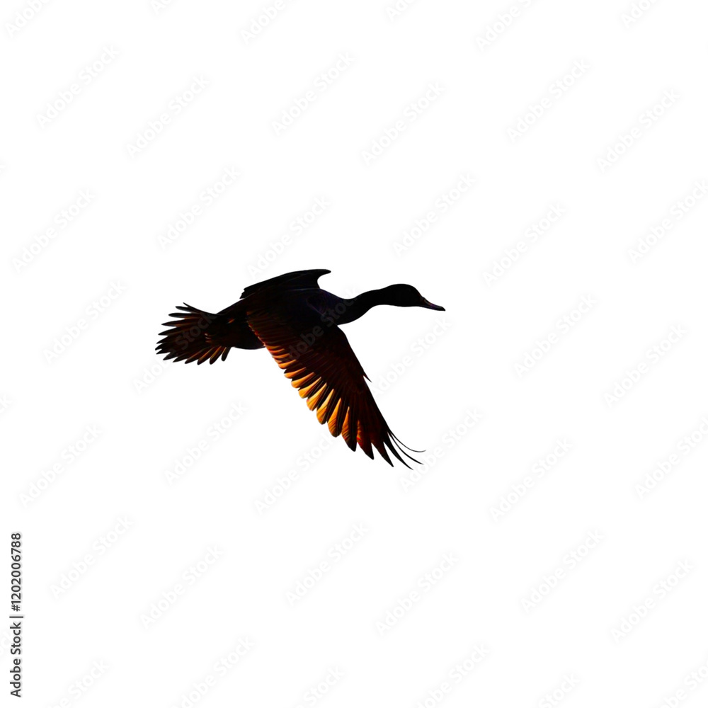 Obraz premium Duck Silhouette in Flight: A duck silhouette soars through the sky, its wings outstretched against a brilliant sunrise. The golden light of dawn illuminates the edges of its feathers.