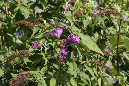 Butterfly on Buddleia bush photo