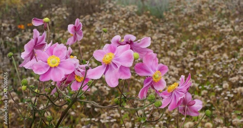 Hybrid Anemone japonica 'Pamina' (Eriocapitella × hybrida) producing Lilac-pink flowers with golden stamens  in cymes  with flowers buds on a erect bare stems 
 photo