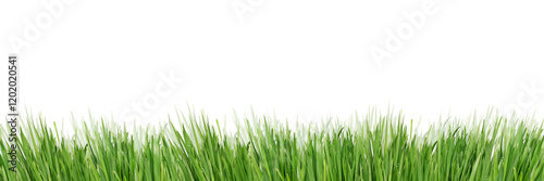 Green grass isolated on white background