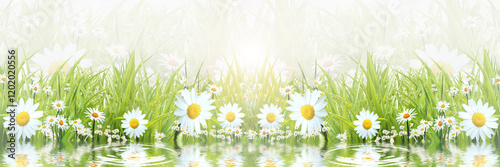 Grass with white camomiles