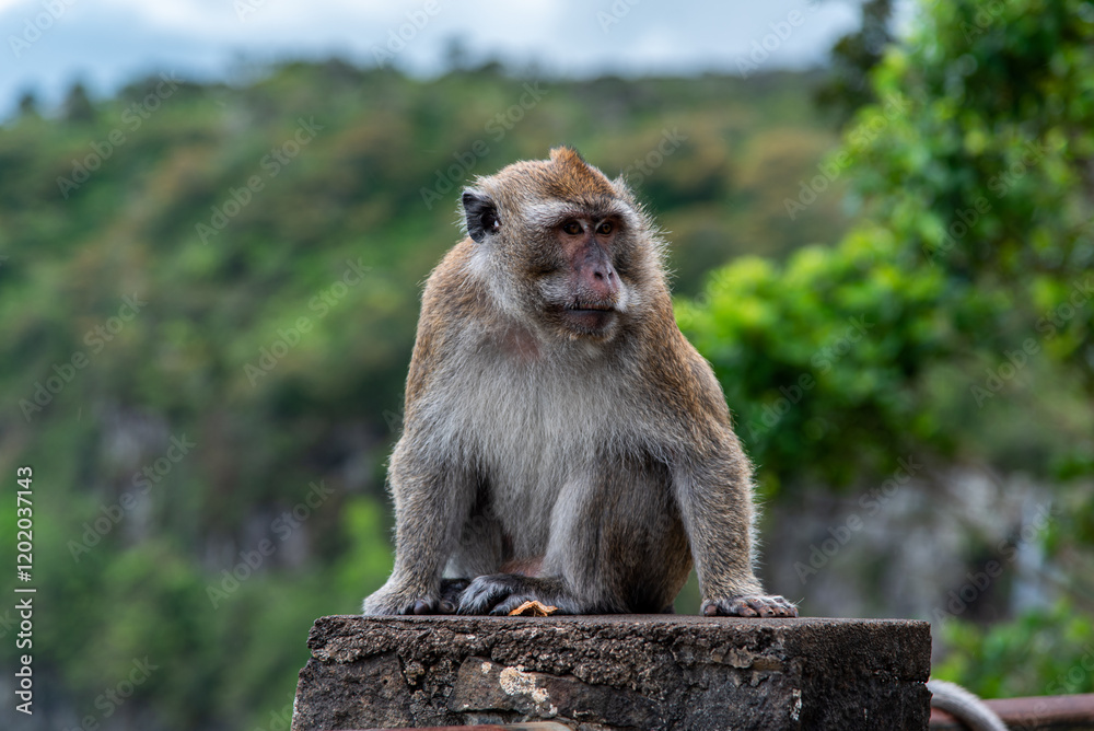 Naklejka premium Macaco in primo piano