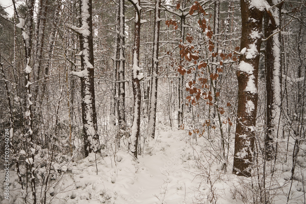 Fototapeta premium leśna ścieżka,zima 