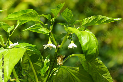 Photos Flowering bell pepper, sweet pepper, pepper, capsicum (Capsicum annuum), family Solanaceae