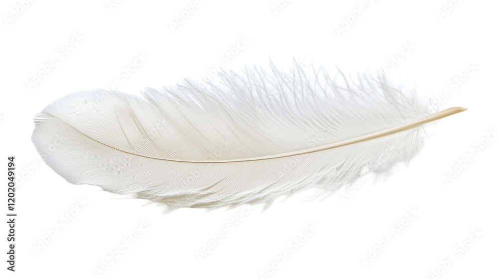 Obraz premium Detailed white feather with soft texture and natural curve isolated on Transparent Background 