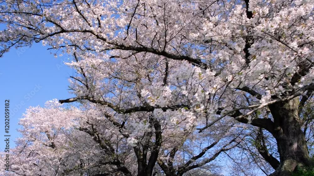 A row of cherry blossom trees in the countryside of Kyoto. A row of cherry blossom trees in the countryside of Kyoto.