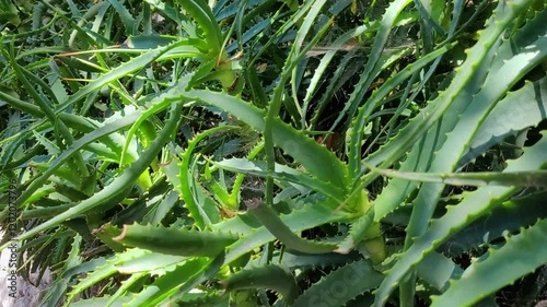 Aloe vera plant with spider webs
