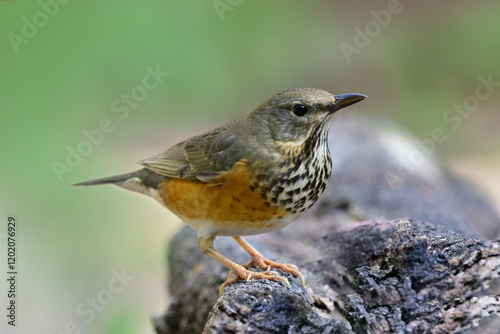 brown and grey with spotted breast bird perching on timber, grey -backed thrush female