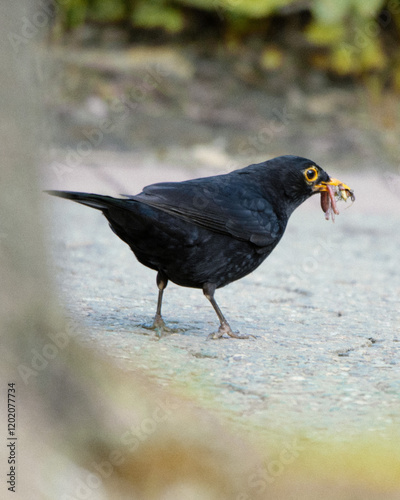 Amsel auf Beutezug photo