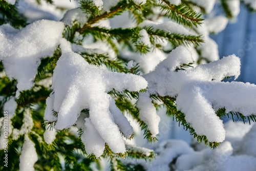 landscape with winter green branches of spruce in white snow close-up