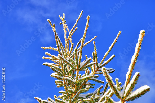 landscape with winter green branches of spruce in white snow close-up