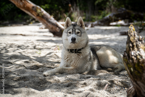 A Siberian Husky lies on a sandy beach, surrounded by driftwood and nature, showcasing a serene moment outdoors. Ideal for themes of pets, nature, and outdoor adventures. photo