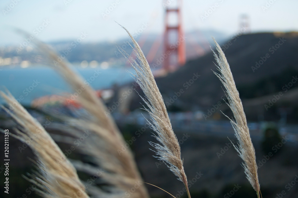 ears of wheat
