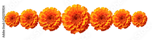 Marigold flower border Isolated on transparent background