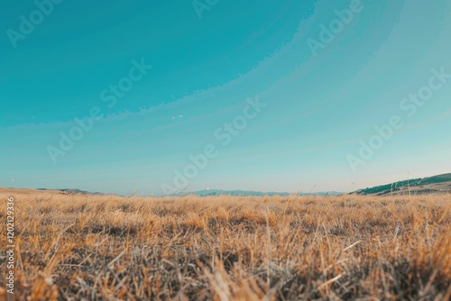 Wallpaper Mural High Quality Picture of Dry Grass Field with Clear Blue Sky Background Torontodigital.ca
