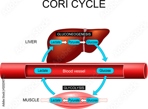 Cori cycle. glycolysis and gluconeogenesis.