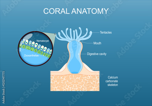 Coral anatomy. Cross section and structure of a polyp.