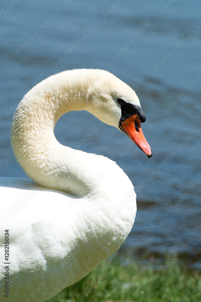 Fototapeta premium Schwan