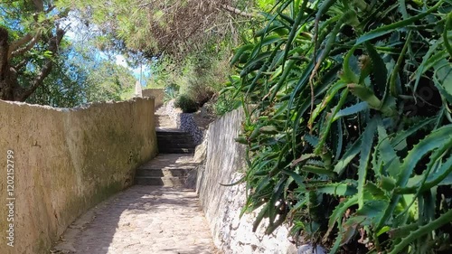 Aloe vera plants grow along the Sentiero dei Limoni or Path of Lemons