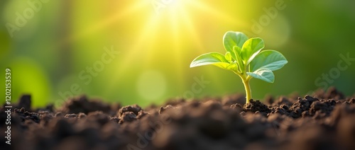 Vibrant Green Leaves of a Plant Growing in the Sun