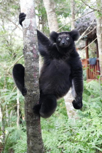 black Indri indri climbing a tree to overlook the scene