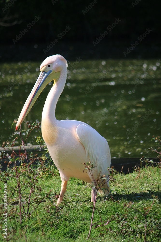 close-up of a pretty pelican strutting in front of its lake close-up of a pretty pelican strutting in front of its lake