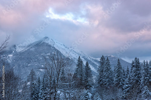 Frozen fir trees after a snowfall on a cold winter day in the Alps.