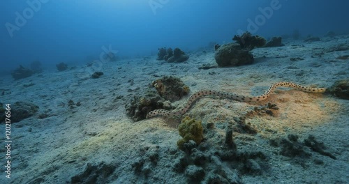 Myrichthys maculosus. Very similar to a snake. Red sea.
