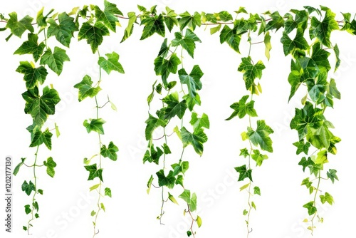 Clear Pixel Image of Green Leaves of Javanese Treebine, Isolated on White Background