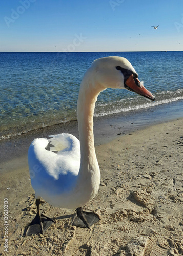 Fototapeta Naklejka Na Ścianę i Meble -  mute swan on the seashore. portrait