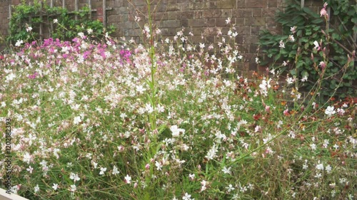 Autumn flowers in Hampton court Palace gardens, London, United Kingdom. 15 September 2024
