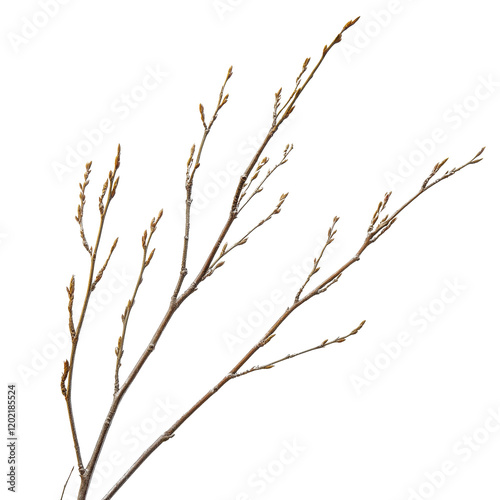 A macro shot a dry willow tree branch, isolated against a white background