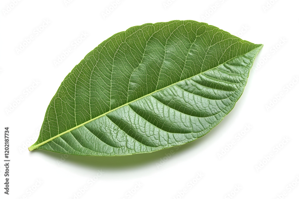 Fototapeta premium A single guava leaf isolated on a white background