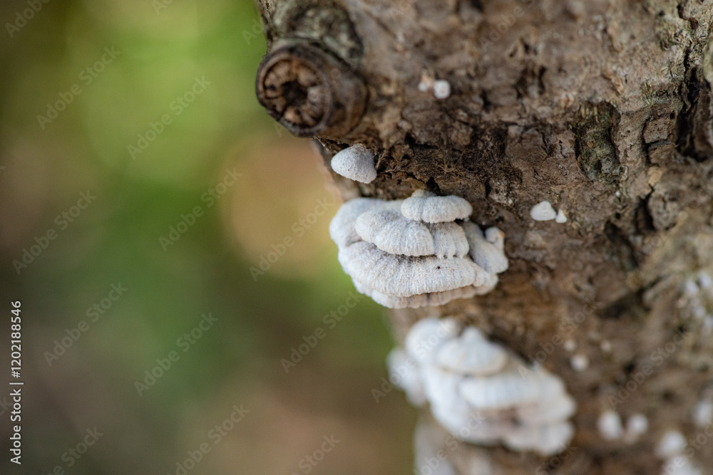 Close up of field fungi in North China Plain Close up of field fungi in North China Plain
