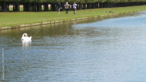 Swan living at the heritage of Hampton Court Palace. London, UK, 15 September 2024