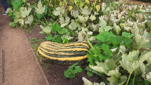 The Kitchen Garden at Hampton Court Palace, London, United Kingdom. 15 September 2024
