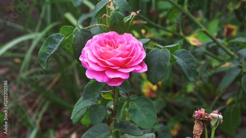 Rose Garden at Hampton Court Palace, London, United Kingdom. 15 September 2024
