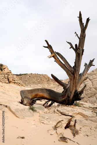 dead tree in desert of snow canyon state park  in Utah photo