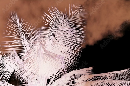 A film negative of a pine bush standing tall against the cloudy sky.