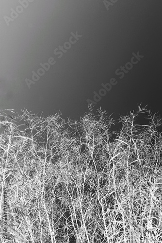 Wild reeds growing under the overcast sky in a black and white film negative.