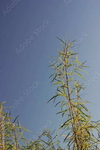 Wild reeds growing in the fields.