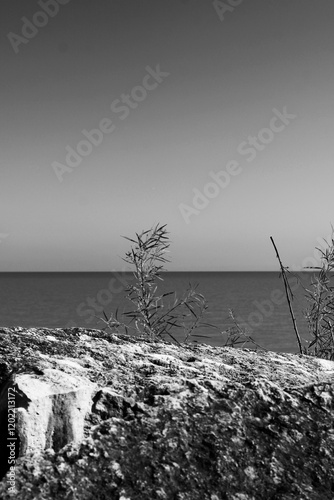 Wild plants growing on the beach in a black and white