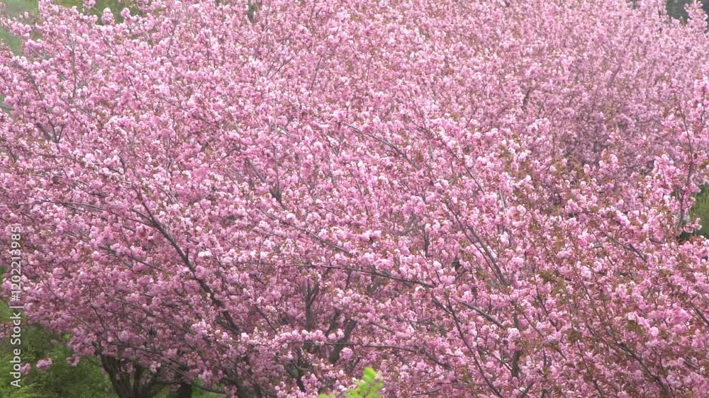 Sakura blooms with pink flowers. Trees in the garden. Buds on branches. Spring nature plant top view. Wind wave Sakura blooms with pink flowers. Trees in the garden. Buds on branches. Spring nature plant top view. Wind wave