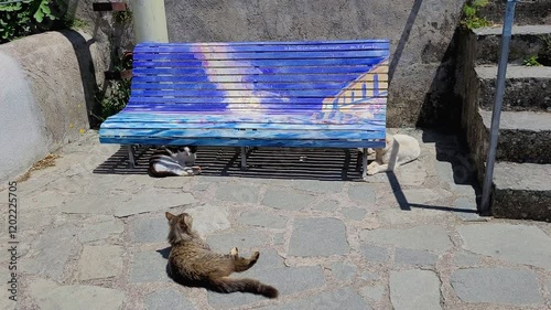 Three cats enjoy sun and shade at a bench in Italy