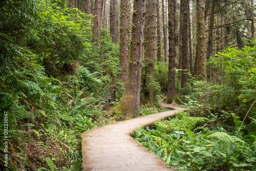 Lush green hiking trails in the pacific northwest photo