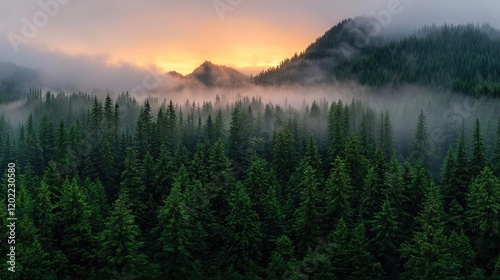 Misty sunrise over mountain forest