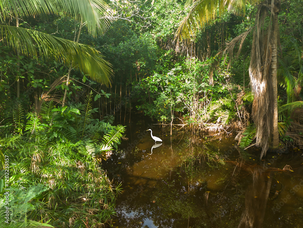 A Great Egret (Ardea alba) in shallow water in Punta Cana, Dominican Republic A Great Egret (Ardea alba) in shallow water in Punta Cana, Dominican Republic
