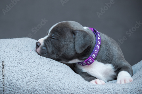 Εκτύπωση καμβά funny cute american staffordshire terrier puppy